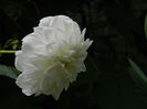 DSCN7800