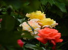 DSCN7806