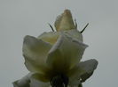 DSCN7808