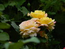 DSCN7809