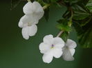 DSCN7831
