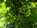 DSCN7842
