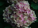 DSCN7896