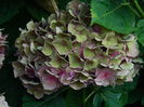 DSCN7898