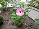 hibiscus moscheutos Luna F1 Pink