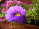 Calibrachoa Blue (2014, July 08)