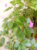 DSCF0774