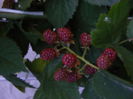 DSCF0801