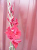 DSCF0863