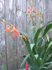DSCF0868