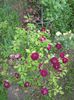 Burgundy Ice