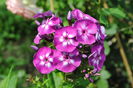 phlox laura