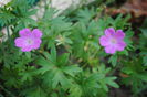 geranium sanguineum rosa..in realitate este mai roz