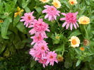 Echinacea
