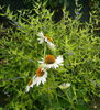 Echinacea