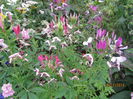Cleome