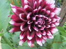 Dalia variabilis