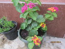 Lantana