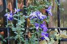clematis Tie Dye