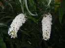 Buddleja davidii White (2014, Jul.08)