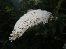 Buddleja davidii White (2014, Jul.08)