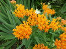 Asclepias Tuberosa