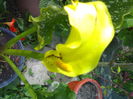 02012006217