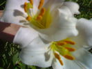 07012006239