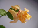 DSCF1342