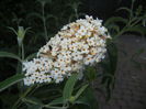 Buddleja davidii White (2014, Jul.08)