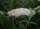 Buddleja davidii White (2014, Jul.08)