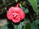 DSCN7966