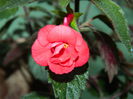 DSCN7967