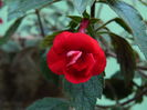 DSCN7968