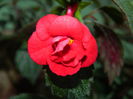 DSCN7969