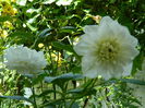 DSCN7977