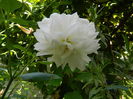 DSCN7982