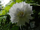 DSCN7995
