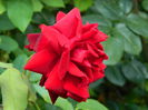 DSCN8004