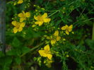 DSCN8006