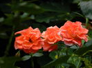 DSCN8024