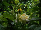 DSCN8027