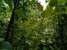 DSCN8034