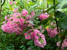 DSCN8046