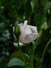 DSCN8054