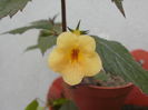 `Yellow Beauty`