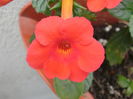 `Orange Delight`