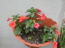 `Orange Delight`