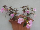 `Peach Blossom`