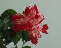 DSC04747